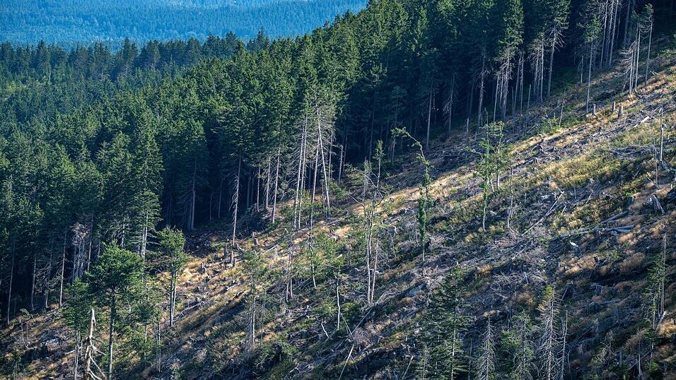 Wegen der Borkenk&auml;fer mussten bereits zahlreiche B&auml;ume gef&auml;llt werden. (Archivbild)