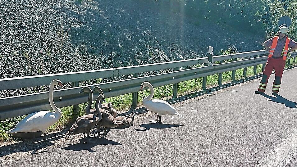 Eine Schwanenfamilie war 2020 auf dem Seitenstreifen der B 15 neu unterwegs. Die Einsatzkr&auml;fte der Schierlinger Feuerwehr leiteten die Tiere von der Fahrbahn und siedelten sie einige Tage sp&auml;ter sogar in ein sicheres Gew&auml;sser um.