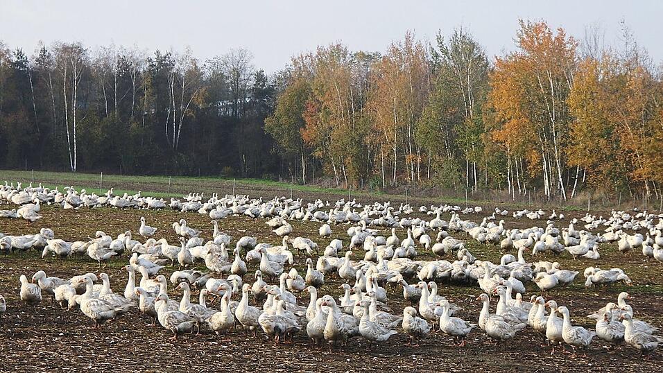 Der G&auml;nsejahrgang 2019 ist ein sch&ouml;n ausgepr&auml;gter, freut sich die Familie Haberzeth. Und hofft auf weitere fuchsfreie Wochen.