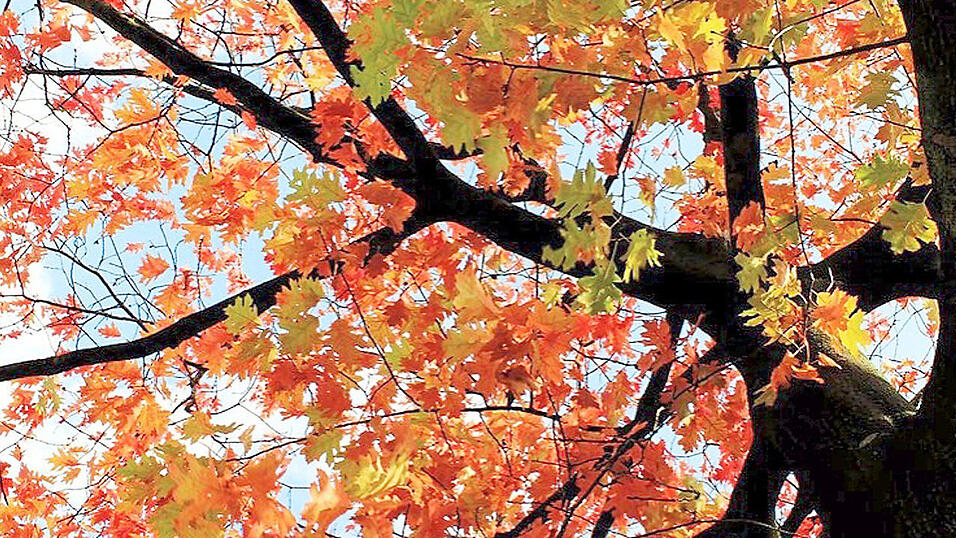 Das Laub einer Roteiche im Herbst.