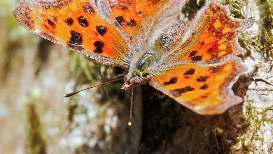 Die ersten Sonnenstrahlen im Frühling erwecken ihn aus dem Winterschlaf. Die ersten Sonnenstrahlen im Frühling erwecken ihn aus dem Winterschlaf.
