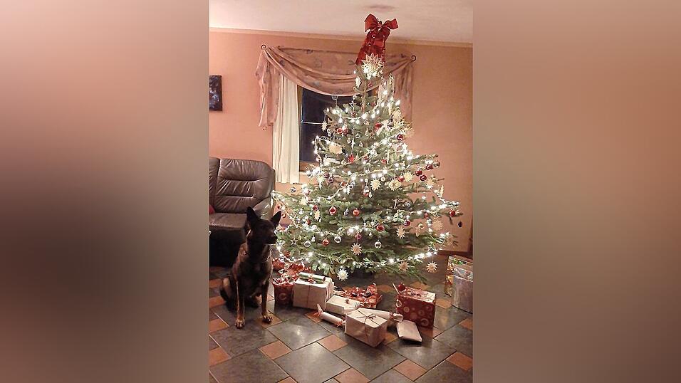 'Statt der &uuml;blichen Nordmanntanne steht bei uns eine heimische Blaufichte. Sie sticht wie ein Kaktus und verliert an Heilig-Drei-K&ouml;nig die ersten Nadeln. Verziert ist der Baum mit einer stromsparenden LED-Lichterkette, roten und goldenen Kugeln - die wir inzwischen schon seit 22 Jahren verwenden - und 40 handgefertigten Strohsternen von den Schwestern des Karmelitenklosters Vilsbiburg', schreiben Sylvia und Rainer Forster. Die Christbaumwache hat Sch&auml;ferh&uuml;ndin Aika freiwillig &uuml;bernommen.