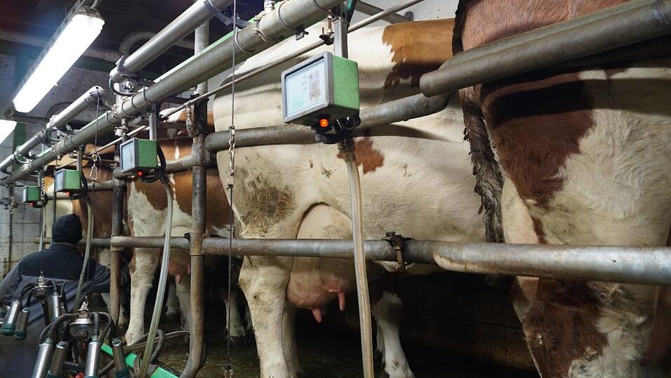 Im Melkstand werden die Kühe mit der Maschine gemolken. Die Milch landet dann direkt über Rohrleitungen in einem Tank im Nebenraum.