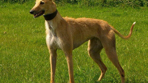 Ein Longdog ist ein Hybridhund der älteren Sorte. Er entsteht bei der Kreuzung von zwei verschiedenen Windhundrassen. (Foto: Ywoolf) Ein Longdog ist ein Hybridhund der älteren Sorte. Er entsteht bei der Kreuzung von zwei verschiedenen Windhundrassen. (Foto: Ywoolf)