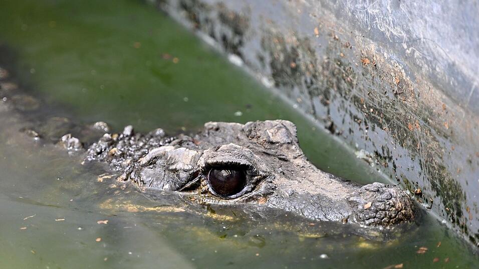 Stumpfkrokodil (Osteolaemus tetraspis) ist in der Reptilienauffangstation für exotische Tiere zu sehen. Stumpfkrokodil (Osteolaemus tetraspis) ist in der Reptilienauffangstation für exotische Tiere zu sehen.