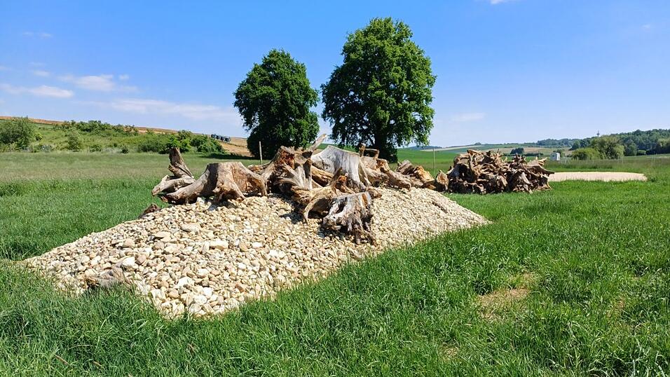 In Lesesteinhaufen mit Wurzelstöcken, wie hier in Oberellenbach, sollen Reptilien wie die Zauneidechse unterkommen.