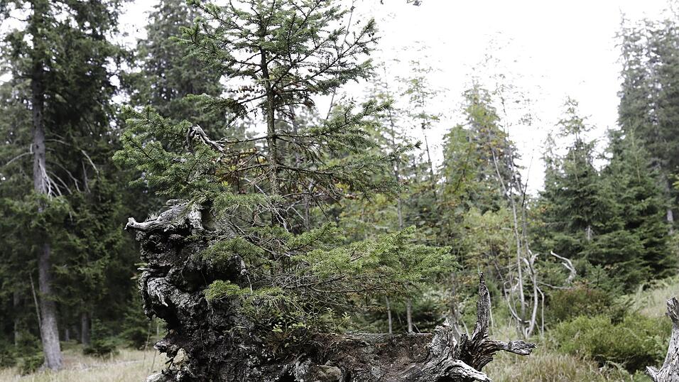 Im Hochlagen-Fichtenwald pflanzt sich die Baumart durch Rannenverjüngung fort: Die Verjüngung geschieht auf dem Totholz, nicht am Boden. Im Hochlagen-Fichtenwald pflanzt sich die Baumart durch Rannenverjüngung fort: Die Verjüngung geschieht auf dem Totholz, nicht am Boden.