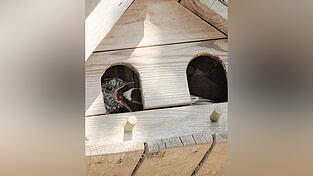 Es wird gefüttert. Es wird gefüttert.