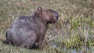 Capybara und andere Wildtiere wurden bei der Operation beschlagnahmt. (Archivbild) Capybara und andere Wildtiere wurden bei der Operation beschlagnahmt. (Archivbild)