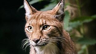 Der Luchs ist eine streng gesch&uuml;tzte Art. Dieses Luchsweibchen lebt sicher im Zoo in Servion in der Schweiz. Doch f&uuml;r Exemplare in freier Wildbahn sind Autos und Wilderer gef&auml;hrlich.