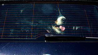 Ein sichtlich erschöpfter Hund ist in Wörth an der Donau bei direkter Sonneneinstrahlung in einem geparkten Auto zurückgelassen worden. (Symbolbild) Ein sichtlich erschöpfter Hund ist in Wörth an der Donau bei direkter Sonneneinstrahlung in einem geparkten Auto zurückgelassen worden. (Symbolbild)