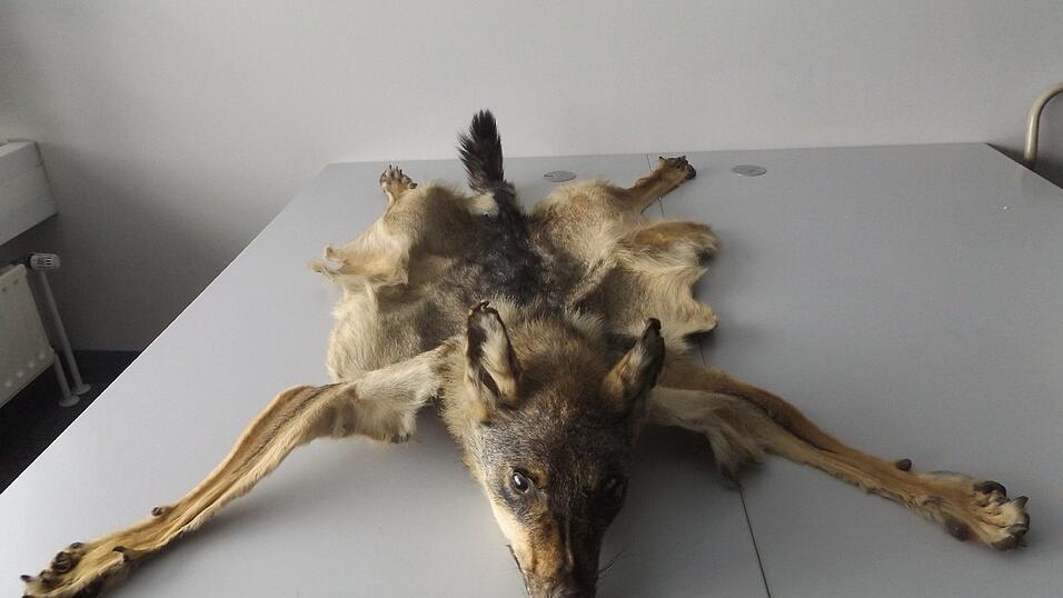 Ein komplettes Wolfsfell wollte ein 34-Jähriger aus der Ukraine einführen. Ein komplettes Wolfsfell wollte ein 34-Jähriger aus der Ukraine einführen.