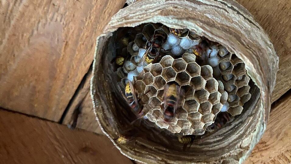 Ein Blick hinein ins Hornissennest