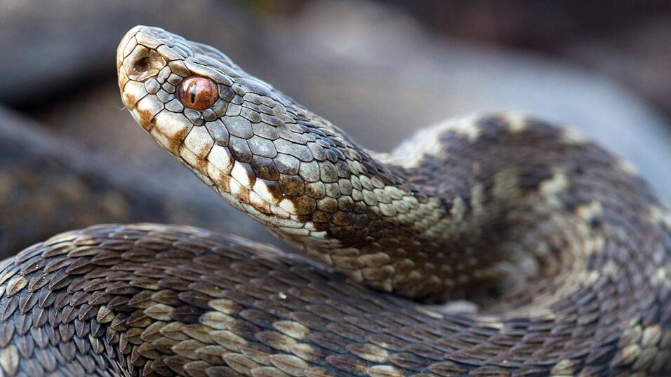 Der K&ouml;rper der Kreuzotter ist gedrungen gebaut, der Kopf f&uuml;r eine Viper vergleichsweise wenig deutlich vom K&ouml;rper abgesetzt. Die Schnauze ist vorn gerundet und geht in eine flache Kopfoberseite &uuml;ber. Der Kopf ist von der Oberseite betrachtet oval und am Hinterkopf durch die Giftdr&uuml;sen leicht verbreitert.