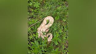 Die Schlange wurde durch eine Besatzung der FFW Adlkofen zur Reptilienauffangstation nach München gebracht. 