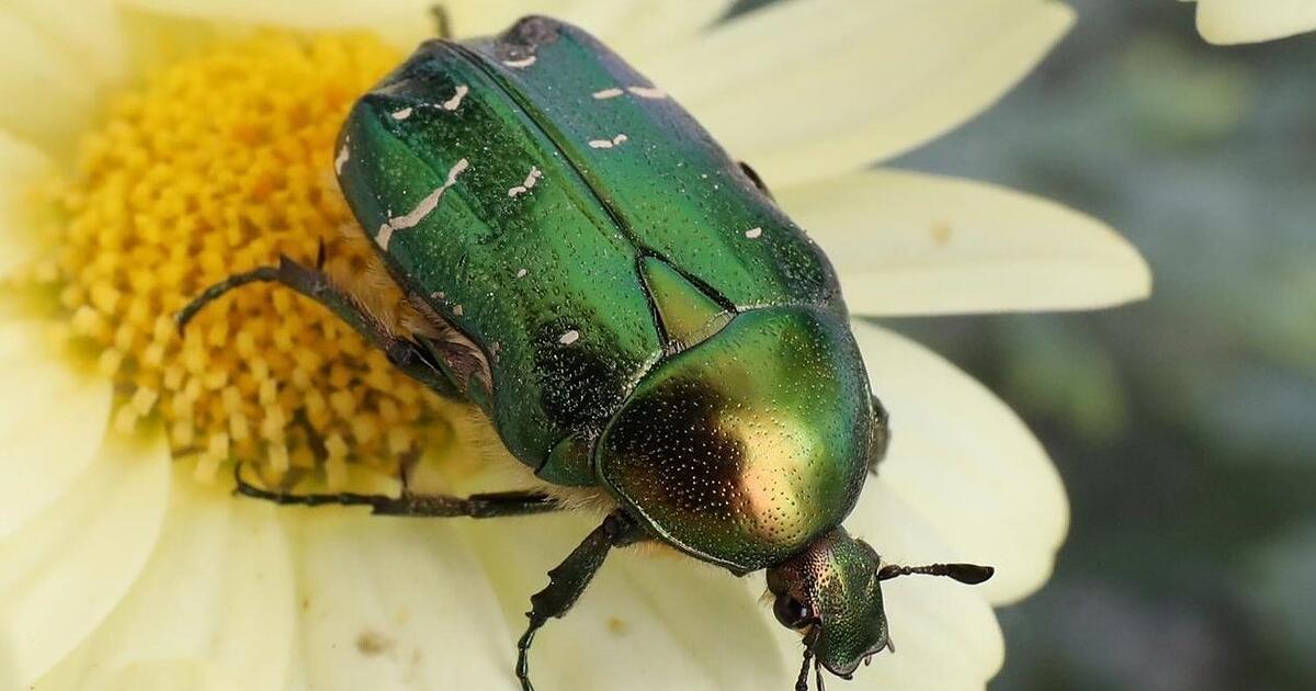 125x125 www.idowa.de