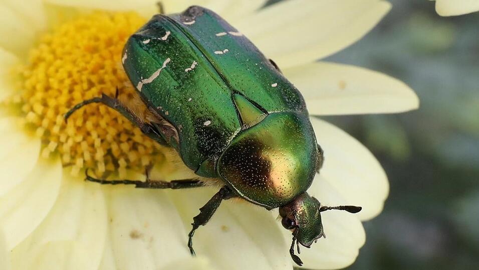 Dieses Bild von einem gr&uuml;n schillernde Rosenk&auml;fer wurde gezeigt.&nbsp;