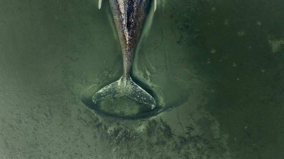 Der genaue Zustand des Buckelwals ist unklar.