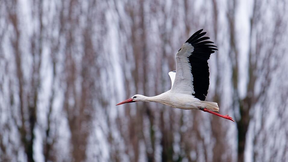 Der Storch gilt als einer der Vorboten f&uuml;r den nahenden Fr&uuml;hling.