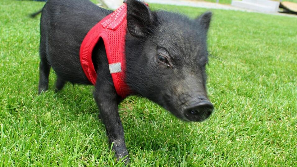 Mit sechs Monaten sind Schweine in der Landwirtschaft bereits schlachtreif. Napoleon hingegen beginnt gerade erst mit seiner Ausbildung zum Therapieschwein.