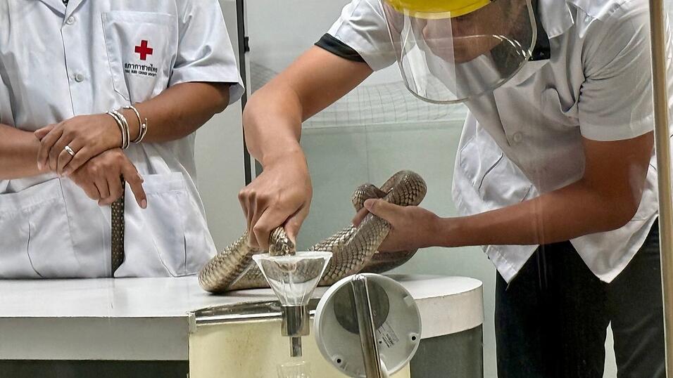 Die Schlangen-Handler gehen sehr routiniert, aber auch vorsichtig vor.