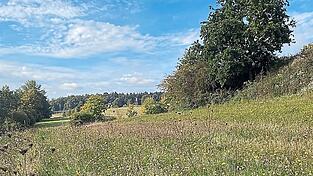 Eine artenreiche Rankenlandschaft bei Meilenhofen: Ranken und Raine sind wichtige Trittsteinflächen im Biotopverbund. Damit sie bunt blühen, dürfen sie nicht gemulcht werden, sondern müssen mindestens einmal im Jahr gemäht und das Material abgefahren werden. Bei Meilenhofen können durch diese Pflege Karthäuser-Nelke, Hasen-Klee und Wilde Möhre bewundert werden.
