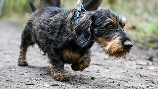 Wer im Raum Mitterfels etwas Auffälliges beobachten konnte, soll sich bei der Polizei in Bogen melden. (Symbolbild)