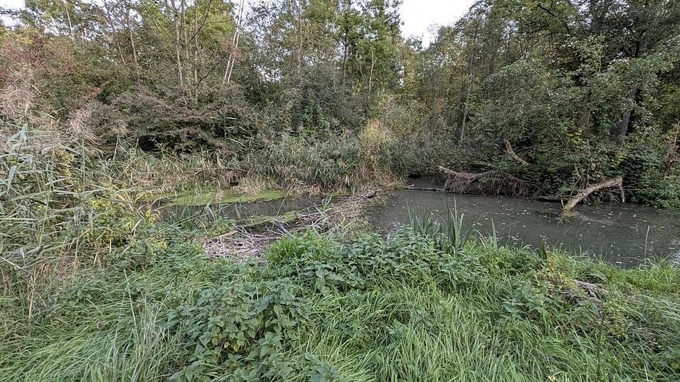 Gleich im Ausleitungsbereich des Gänsmühlbachs bei Gottfrieding finden sich die ersten Biberdämme. Der Biber baut sie wegen des Niedrigwassers - wodurch der Wasserpegel im nachfolgenden Bereich weiter absinkt. Ein Teufelskreis. Gleich im Ausleitungsbereich des Gänsmühlbachs bei Gottfrieding finden sich die ersten Biberdämme. Der Biber baut sie wegen des Niedrigwassers - wodurch der Wasserpegel im nachfolgenden Bereich weiter absinkt. Ein Teufelskreis.
