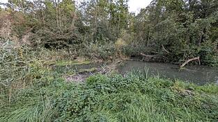 Gleich im Ausleitungsbereich des G&auml;nsm&uuml;hlbachs bei Gottfrieding finden sich die ersten Biberd&auml;mme. Der Biber baut sie wegen des Niedrigwassers - wodurch der Wasserpegel im nachfolgenden Bereich weiter absinkt. Ein Teufelskreis.