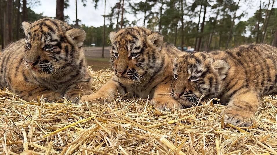 Diese drei Tigerbabys wurden im Serengeti-Park in Hodenhagen geboren. Diese drei Tigerbabys wurden im Serengeti-Park in Hodenhagen geboren.