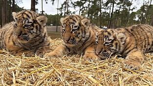 Diese drei Tigerbabys wurden im Serengeti-Park in Hodenhagen geboren. Diese drei Tigerbabys wurden im Serengeti-Park in Hodenhagen geboren.