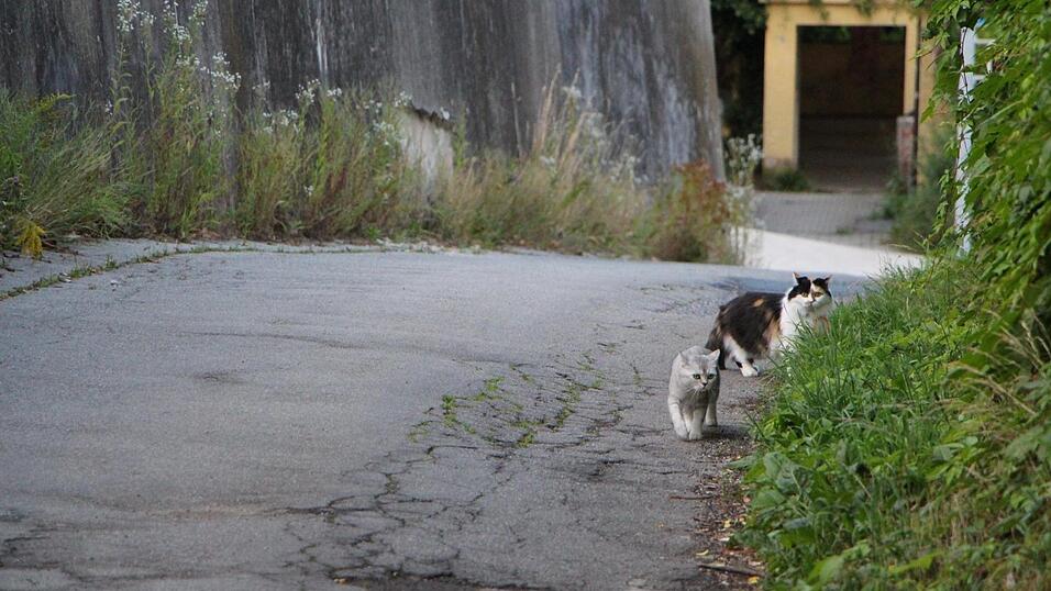 Feline und Pixie machen sich auf den Weg.