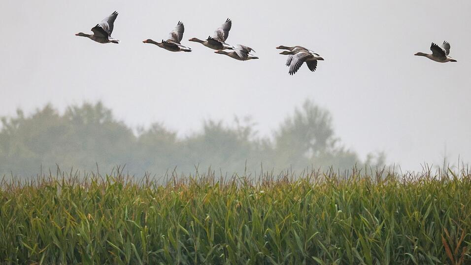 Auch eine Graugänseschar hat manchmal Verwandte wie die Blässgans zu Gast: Ein Nachvollziehen von Infektionen ist daher nahezu unmöglich. Auch eine Graugänseschar hat manchmal Verwandte wie die Blässgans zu Gast: Ein Nachvollziehen von Infektionen ist daher nahezu unmöglich.