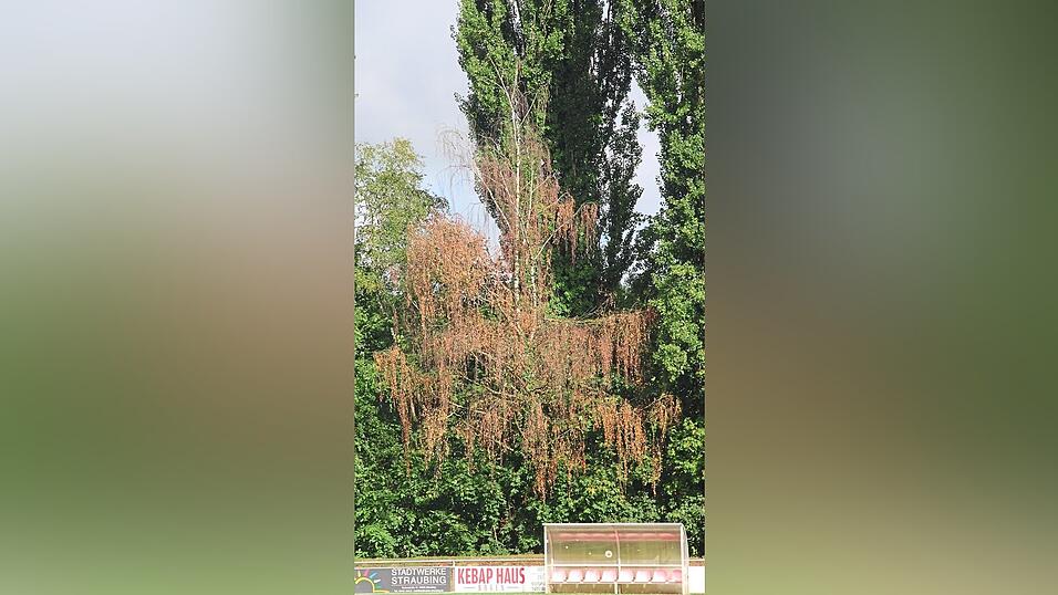 Am Fu&szlig;ballplatz des SV T&uuml;rk G&uuml;c&uuml; am Petersw&ouml;hrd steht diese traurige Birke.