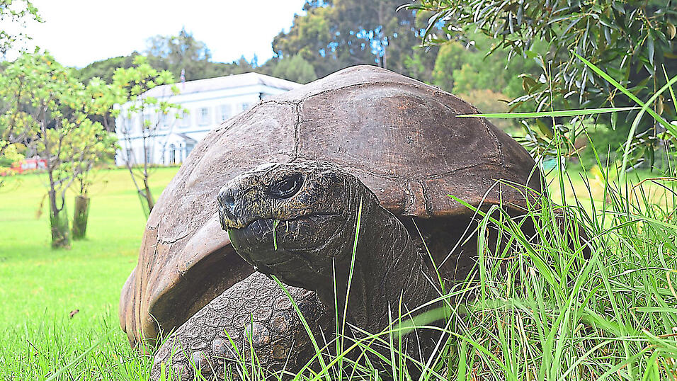 Älter als die 'Landshuter Zeitung': Jonathan ist die älteste Schildkröte der Welt, die zwei Weltkriege und den Aufstieg und Fall des Britischen Empires überlebt hat. Das Tier ist mittlerweile über 190 Jahre alt und damit laut Angaben wohl das älteste bekannte Landtier der Welt. Älter als die 'Landshuter Zeitung': Jonathan ist die älteste Schildkröte der Welt, die zwei Weltkriege und den Aufstieg und Fall des Britischen Empires überlebt hat. Das Tier ist mittlerweile über 190 Jahre alt und damit laut Angaben wohl das älteste bekannte Landtier der Welt.