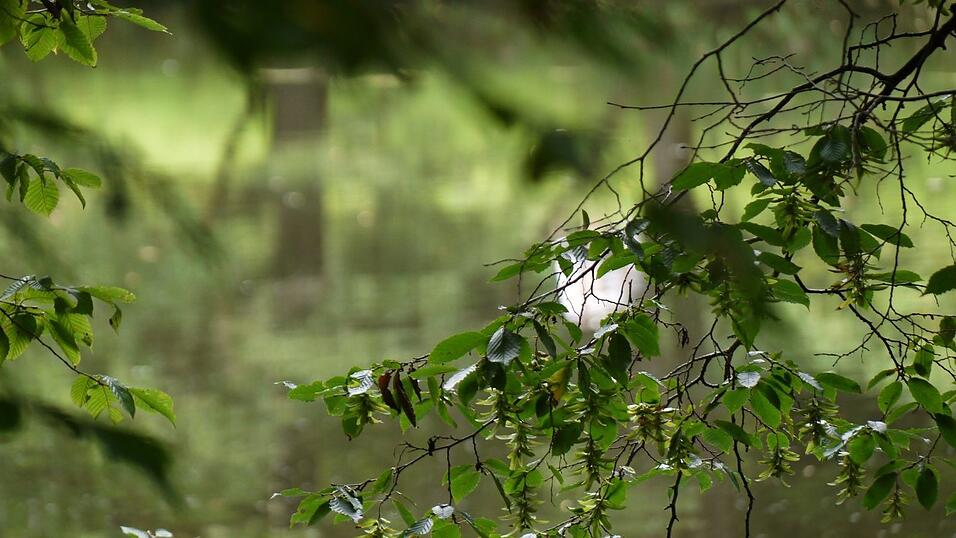 Wunderschönes Ausflugsziel in Passau: die Halser Ilzschleifen. Wunderschönes Ausflugsziel in Passau: die Halser Ilzschleifen.