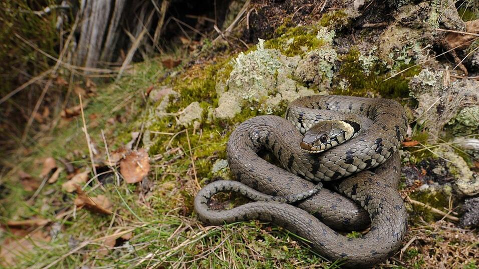 Die Barrenringelnatter oder auch Natrix helvetica. Auch sie ern&auml;hrt sich von Amphibien, kommt aber in Bayern nur noch in der Alpenregion vor. F&uuml;r den Menschen ist die Barrenringelnatter absolut harmlos. Optisch l&auml;sst sie sich von der Ringelnatter dadurch unterscheiden, dass sie an den K&ouml;rperseiten je eine Reihe quergestellter Flecken, sogenannter Barren, aufweist. Au&szlig;erdem sind ihre Nackenflecken meist blasser als die der herk&ouml;mmlichen Ringelnatter.