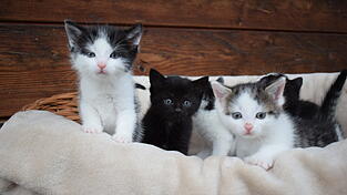 Katzenbabys: s&uuml;&szlig; anzusehen, aber nicht immer gewollt.
