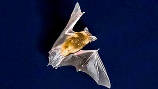 Die sinkende Zahl an Insekten macht Bayerns Fledermäusen zu schaffen.