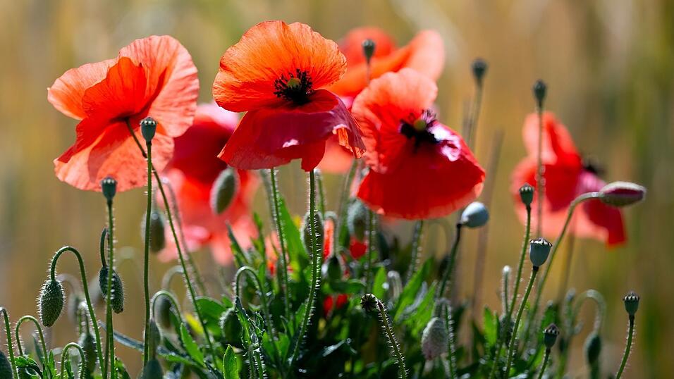 Schauer sind Wochenendausfl&uuml;glern in der Regel nicht willkommen, doch Mohn- und anderen Blumen bekommt der  Regen gut. (Symbolbild)