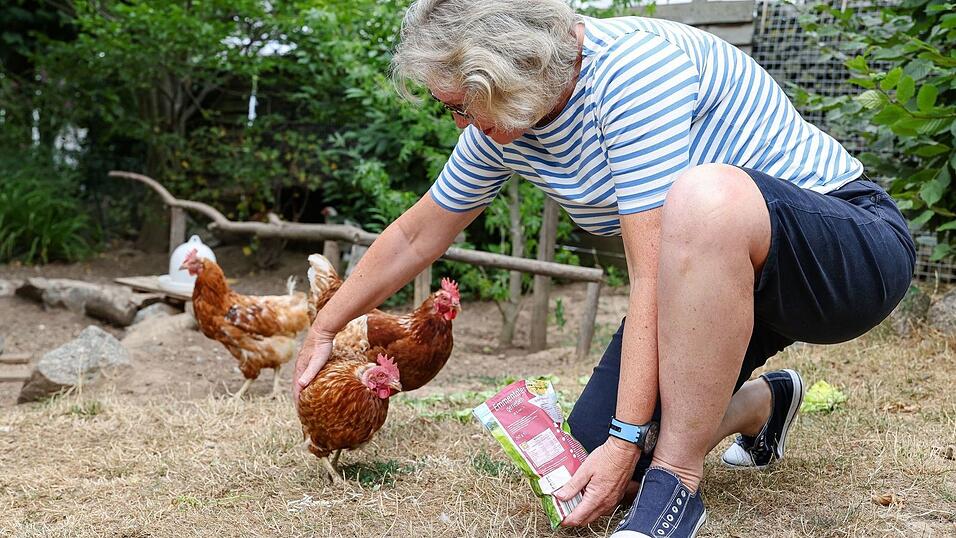 Reibekäse kommt bei den Vögeln gut an. Reibekäse kommt bei den Vögeln gut an.