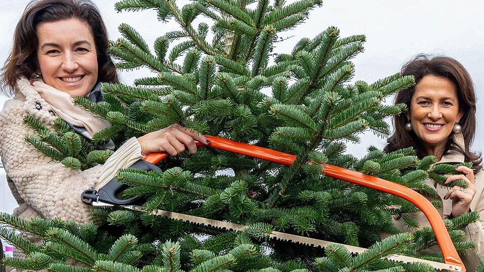 80 Prozent der vier Millionen in Bayern verkauften Christbäume werden im Freistaat angebaut. Die CSU-Politikerinnen Dorothee Bär und Michaela Kaniber (rechts) eröffneten die Saison. 80 Prozent der vier Millionen in Bayern verkauften Christbäume werden im Freistaat angebaut. Die CSU-Politikerinnen Dorothee Bär und Michaela Kaniber (rechts) eröffneten die Saison.