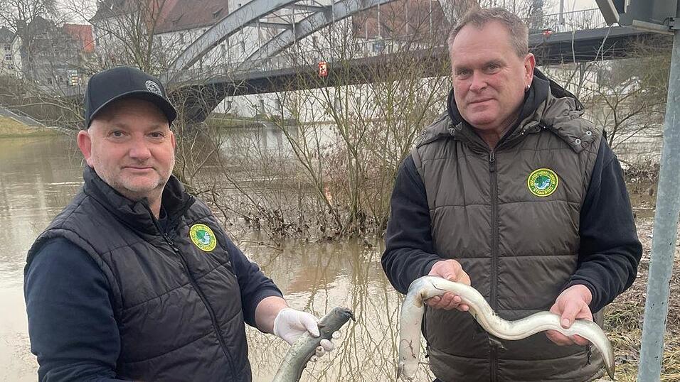 Stefan Plendl (links) zusammen mit Gew&auml;sserwart Hans Gschwind am Donauufer neben dem Herzogsschloss mit zwei verendeten Tieren. Nur zwei von vielen, die mit starken Verletzungen aufgefunden werden.