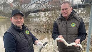 Stefan Plendl (links) zusammen mit Gewässerwart Hans Gschwind am Donauufer neben dem Herzogsschloss mit zwei verendeten Tieren. Nur zwei von vielen, die mit starken Verletzungen aufgefunden werden. Stefan Plendl (links) zusammen mit Gewässerwart Hans Gschwind am Donauufer neben dem Herzogsschloss mit zwei verendeten Tieren. Nur zwei von vielen, die mit starken Verletzungen aufgefunden werden.