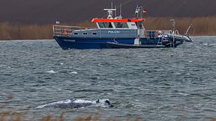 Am Morgen ist der gestrandete Buckelwal frei im Wasser geschwommen.