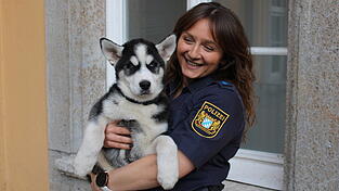 Der Huskywelpe wartet auf seinen Besitzer. 