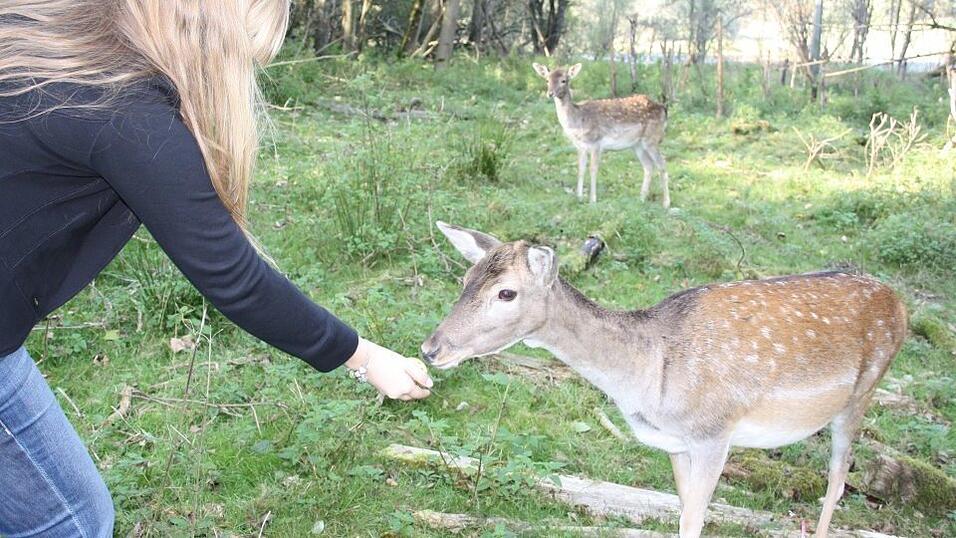 Wenn man sich ganz vorsichtig nähert und ruhig verhält, fressen die Rehe und Hirsche aus der Hand.