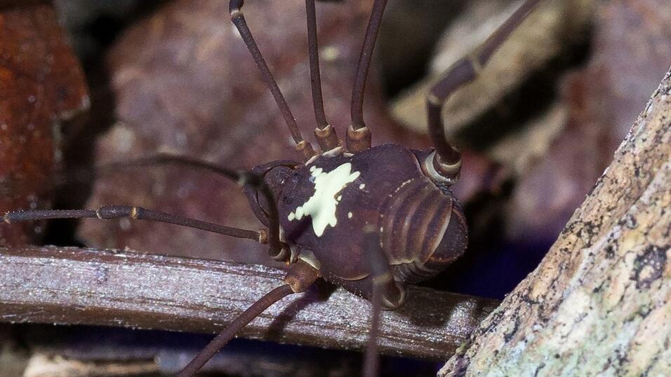Je nach Art unterscheiden sich die wei&szlig;en Muster auf den R&uuml;cken der Tiere.