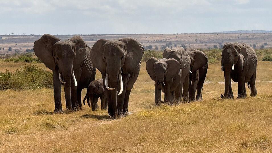 Der Amboseli-Nationalpark ist bekannt für seine großen Elefantenherden. (Archivbild) Der Amboseli-Nationalpark ist bekannt für seine großen Elefantenherden. (Archivbild)