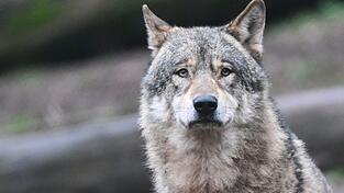 In Bayern lebten zuletzt nur sechs Rudel mit insgesamt 19 Welpen. (Symbolbild)